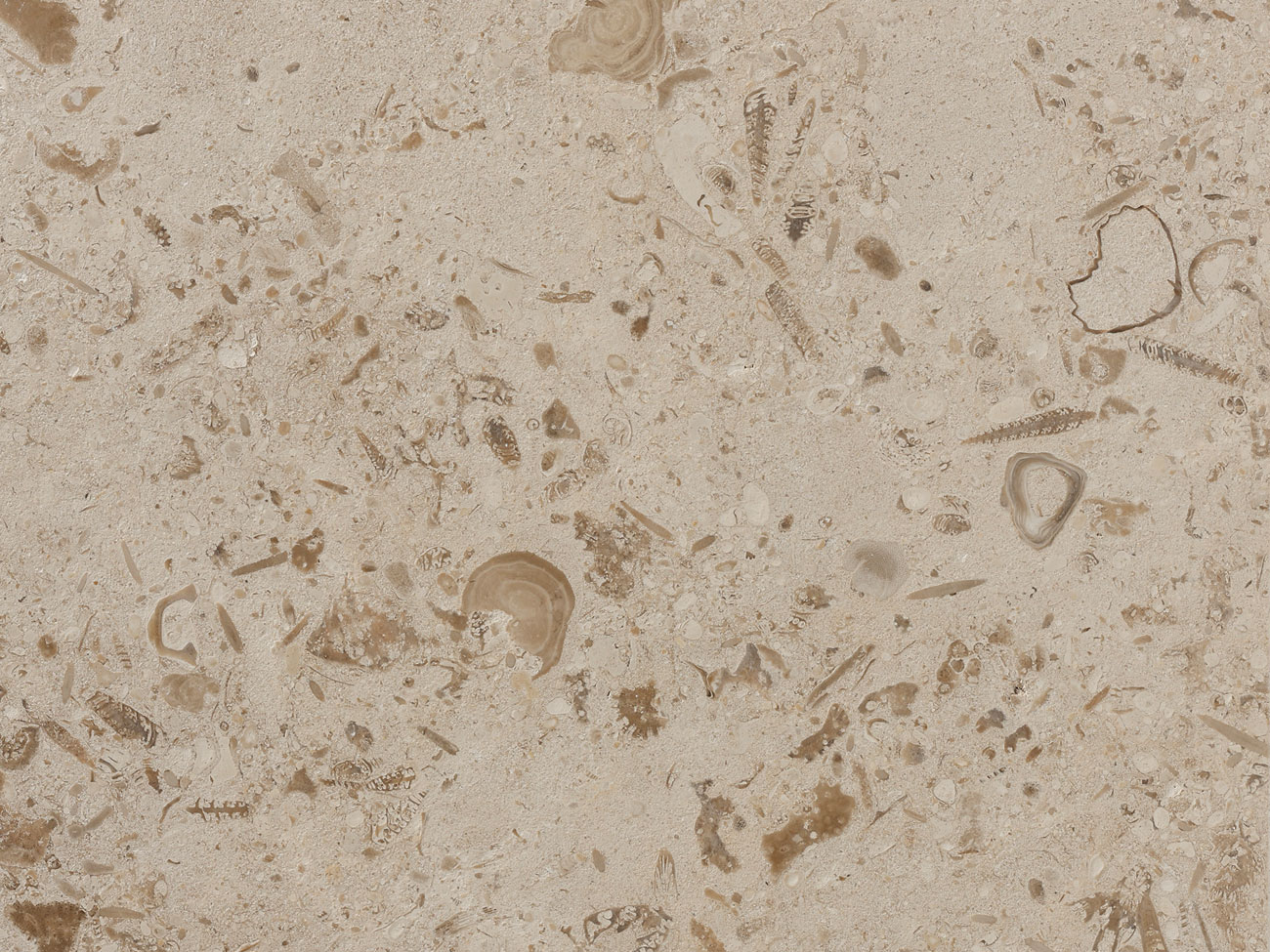 Beige Fossils