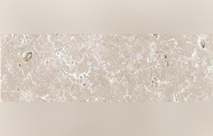 Anemone White Travertine