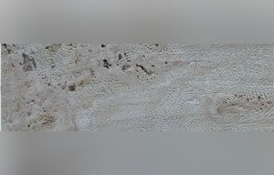 Boca Chica Coral Stone