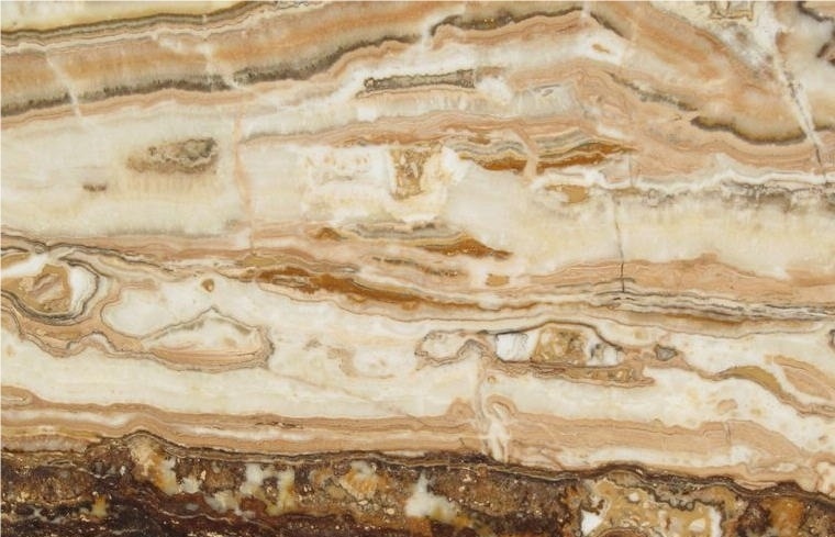 Brown Fantasy Traonyx