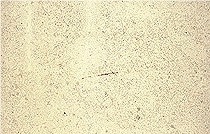 Caliza Zarci Limestone