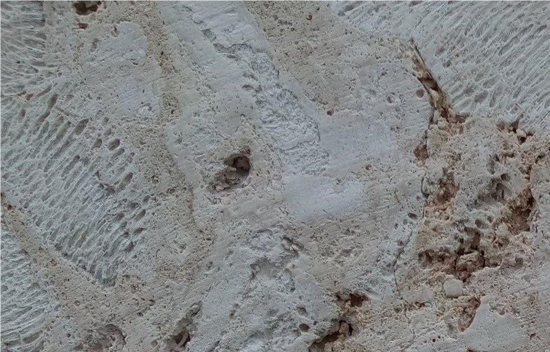Calypso Coral Stone