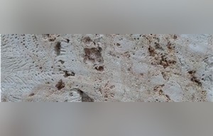 Coralina Beige Coral Stone