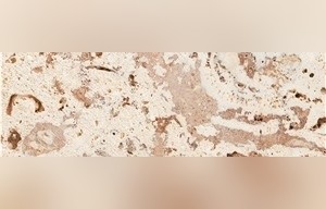 Coralina Gold Coral Stone