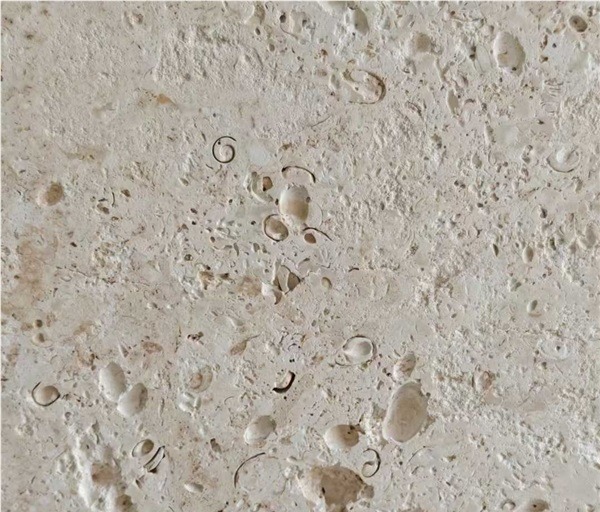 Coralina Shell Stone