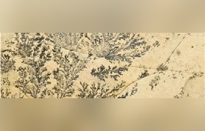 Dendrite Ferns