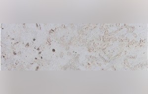 Dominican White Coral Stone