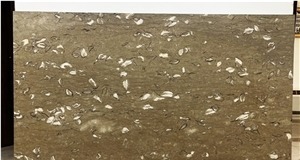 Fossil Marble