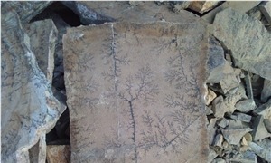 Fossil Quartzite