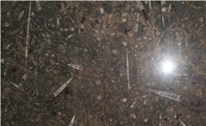 Fossil Quartzite