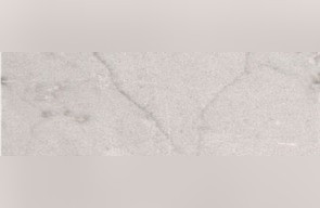 Gris Veteado
