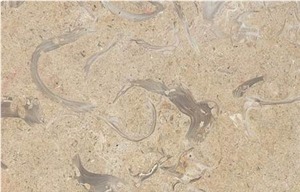 Jerusalem Shells Limestone