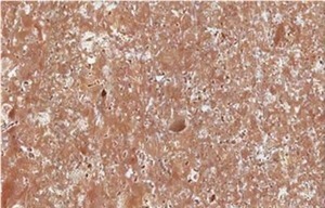 Lumaquela Ambar Limestone