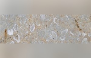 Oysters Stone