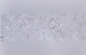 Palestinian Gray