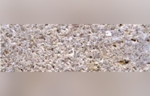 Permian Sea Coral