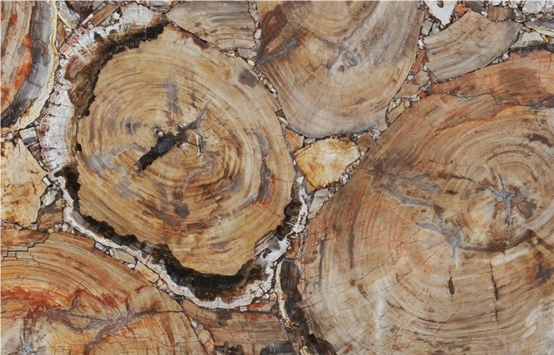 Petrified Wood Beige Semiprecious Stone