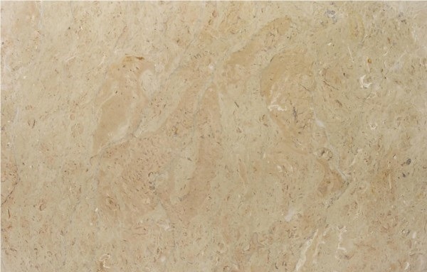 Sahara Somon Limestone