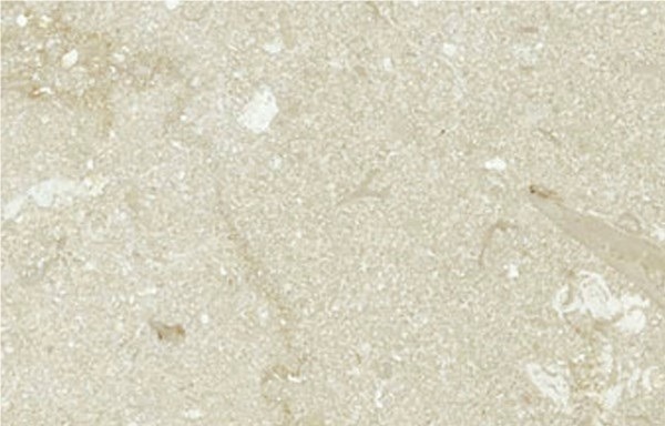 Sarah Limestone