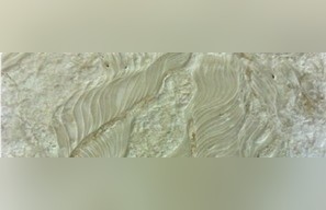 Shell Stone