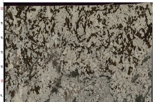 Splendor White Granite