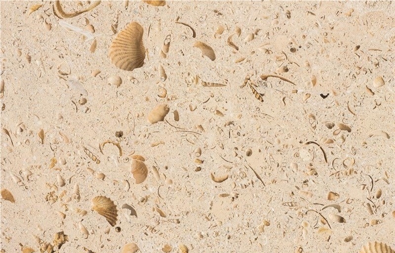 Texas Shell Stone