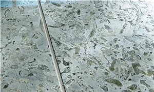Transylvania Coral Limestone