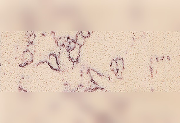 Tropical Beige