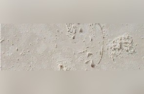 White Coral Stone