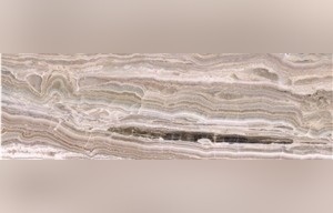White Traonyx