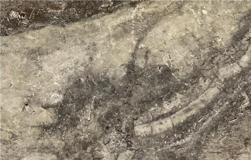 Aurelius Silver Travertine