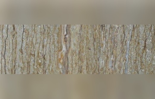 Bayburt Travertine