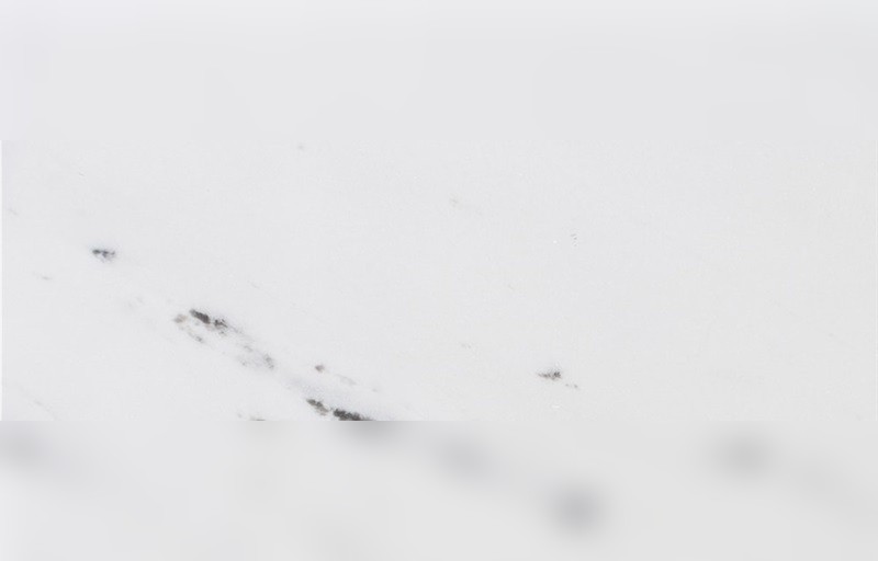 Bianco Super Marble