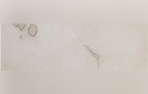 Blanco Marfil Marble