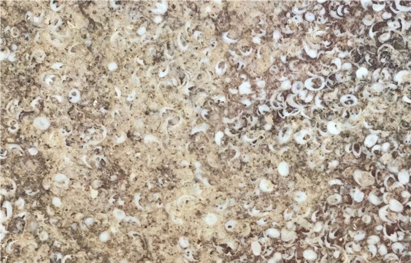 Borealis Limestone