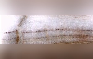 Brown Colorful Onyx