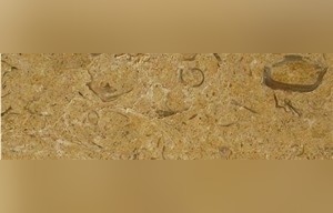 Brown Shell Limestone