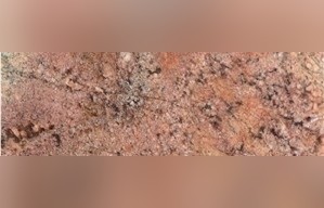Crema Bordeaux Granite