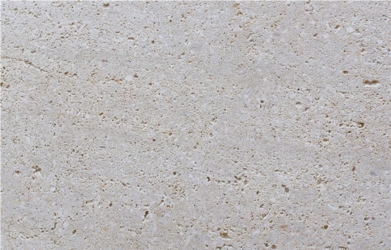 Fosil Blancalpe Lumaquela Limestone