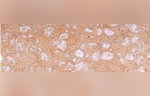 Fosilius Limestone