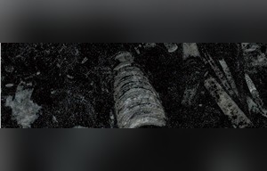 Fossil Black Marble