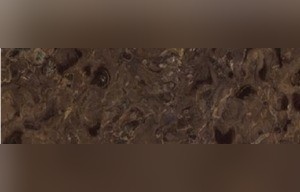 Fossil Brown Quartzite