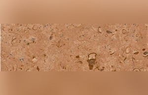 Fossil Gold Limestone