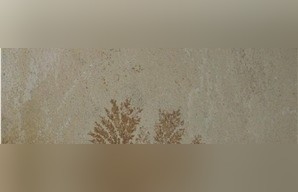 Fossil Mint Sandstone
