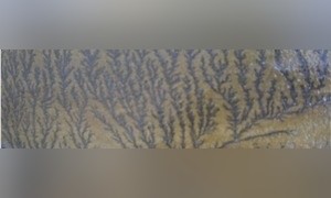 Fossil Quartzite