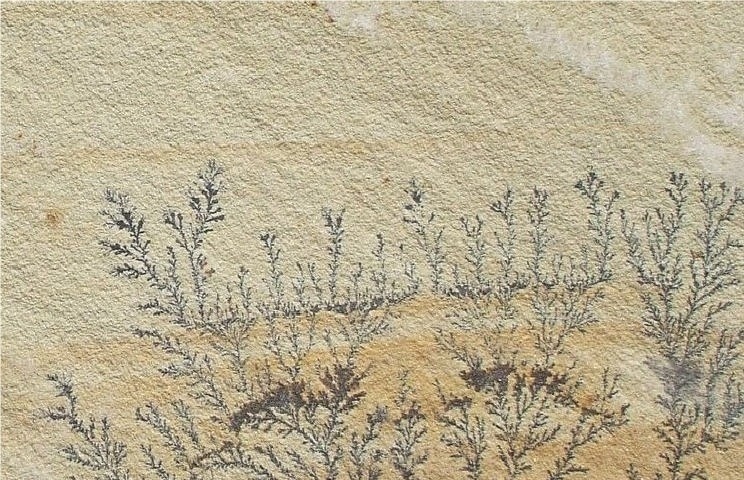 Fossil Sandstone