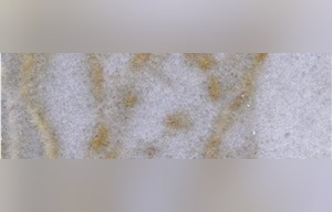 Giallo Golpa Marble