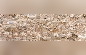 Giallo Ostrica Granite