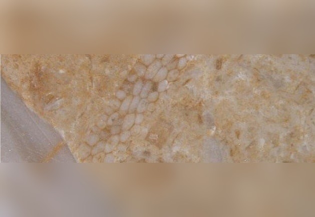 Giallo Tafouk Limestone