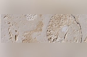 Guatemala Coral Stone